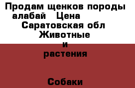 Продам щенков породы алабай › Цена ­ 12 000 - Саратовская обл. Животные и растения » Собаки   . Саратовская обл.